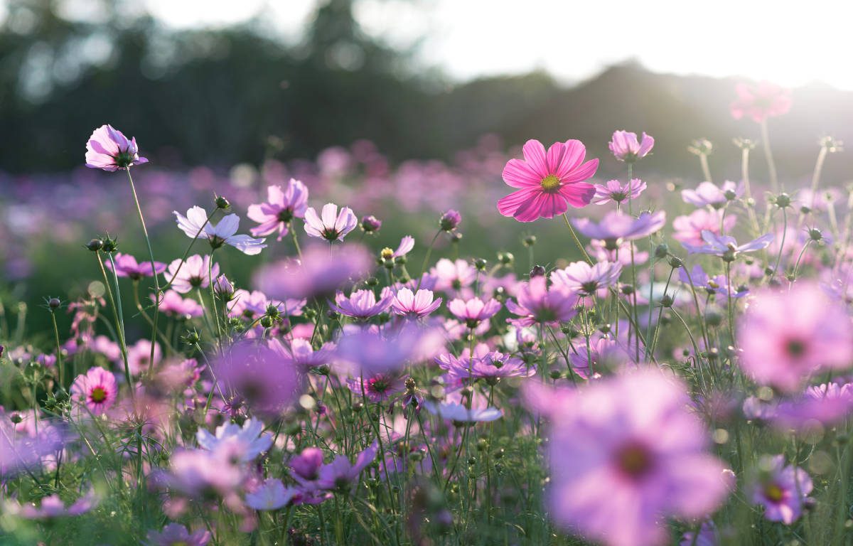 Field,Of,Cosmos,Flower